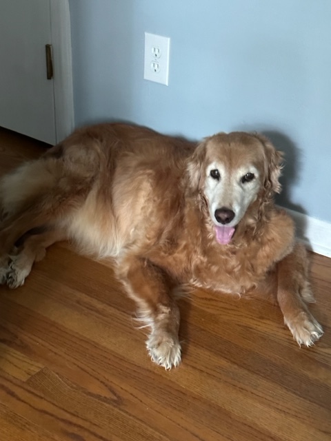 Molly at age 14