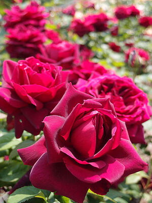Oklahoma State Flower Rose