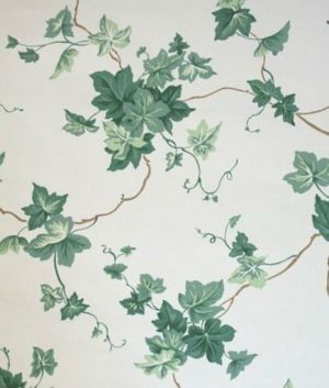 Ivy