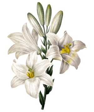 White Lily PNG