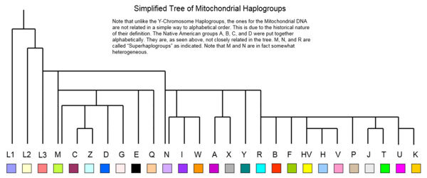 Y Haplogroups of the World